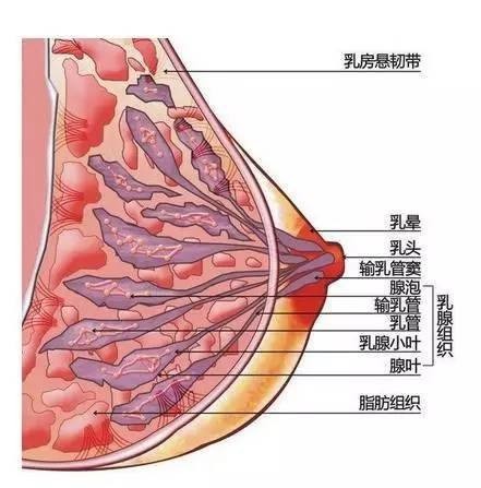 鹰潭南昌催乳有哪些穴位